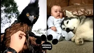 Original Animals #6. CUTE AND FUNNY ANIMALS VIDEO/ МИЛЫЕ И СМЕШНЫЕ ЖИВОТНЫЕ.