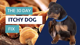 The 30 Day Itchy Dog Fix