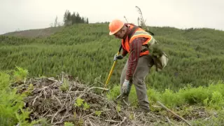Forest Harvest Methods: Clearcutting
