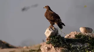 Wildlife of Iran, Birds of prey
