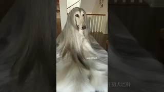 AFGHAN HOUND FIRST TIME IN INDIA AFGHAN IMPORT LINE