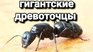 Распаковка и обзор муравьёв Campоnotus vagus. #МуравьиЯрославль