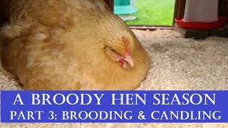 A Broody Hen Season: Part 3 Brooding & Candling