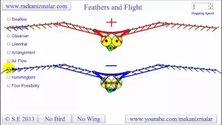 Feather Flight - How do birds fly?