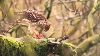 Cooper's Hawk Breakfast