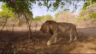 National geographic Lions. 360°