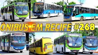 #268 Av. Dantas Barreto - Ônibus em Recife - Movimentação  de ônibus na capital pernambucana