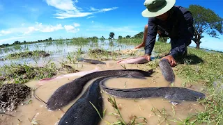 wow amazing fishing! a lot of catch catfish on waterway when floods water catch by best hand