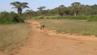 Botswana, Baboon