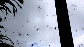 Crazy massive Bali spiders!!