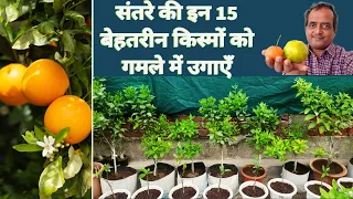 MANDARIN SHOWCASE: Top-15 Mandarin orange variety that you can grow in pot.
