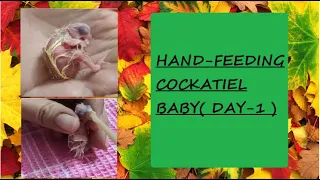 Hand feeding 1 day old cockatiel chick with proper guidelines | Hand feeding series