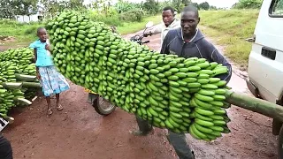 See What This Farmer Does With Bananas. Incredible Growing and Harvesting Bananas. Great Farm