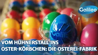 Bis zu 200.000 Eier werden hier täglich gefärbt - Galileo blickt in die Osterei-Fabrik!