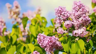Footage — Blooming lilac in the spring. Footages (footage) beautiful nature [FullHD]