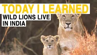 TIL: Wild Lions Live in India | Today I Learned