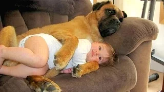 Big Dog and Baby Compilation