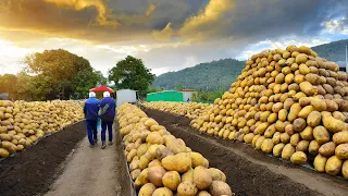 The Most Modern Agriculture Machines That Are At Another Level , How To Harvest Potato  In Farm ▶2