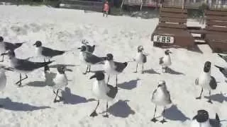 A Flock of Laughing Gulls