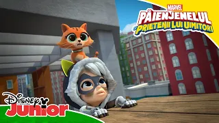 😼 Prinde pisica! | Păienjenelul Marvel și prietenii lui uimitori | Disney Junior România