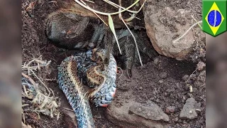Spider vs snake: huge tarantula photographed eating snake for first time in wild - TomoNews