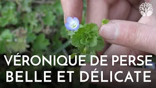 Belle et délicate Véronique de Perse