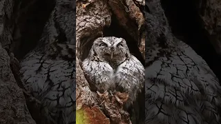 Owl Sounds ❤️ ( Owl hooting ) (2)