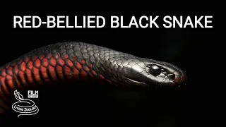 Red-bellied black snake, a big venomous snake fom Australia