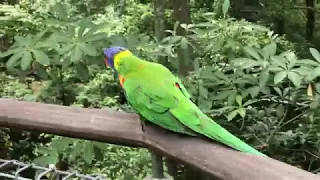 Jurong Bird Park  - Парк  птиц Сингапур