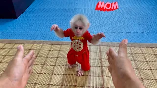 Mom was very surprised when baby monkey Abi could walk on two legs