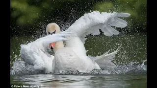 Cygnet-ure move! Hilarious moment a swan appears to perform the famous 'dab' dance while in a lake