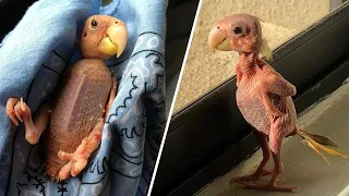 Featherless Blondie may be the world's strangest parrot. And the most beautiful.