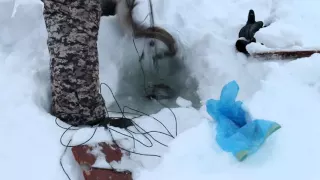 Налим на перемет с селёдкой, с бутылкой, в Тунгуске.