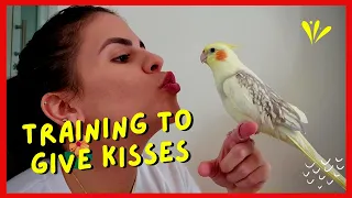 How to train my bird to give me a kiss? | The Tiel Birdies