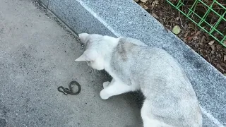 고양이 vs 뱀