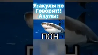 Акула говорит ПОН