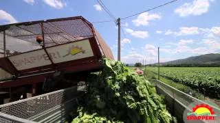 Spapperi S.r.l. - Tobacco Line for mechanized growing processes