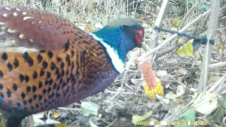 How to catch a pheasant, как сделать ловушку на фазана