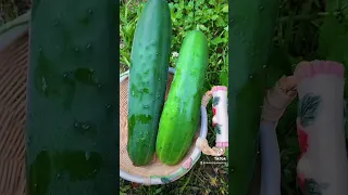 Cucumber harvest!!!