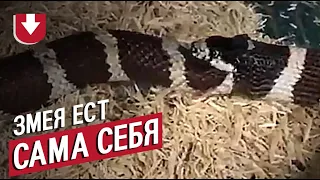 Змея ест сама себя