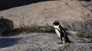 Boulder's Beach - Penguins  -  Cape Town  -  South Africa