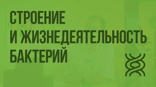 Строение и жизнедеятельность бактерий. Видеоурок по биологии 5 класс