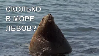 СКОЛЬКО ЛЬВОВ В МОРЕ?  HOW MANY LIONS ARE IN THE SEA?