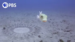 Pufferfish Builds Sand Sculpture for Mating