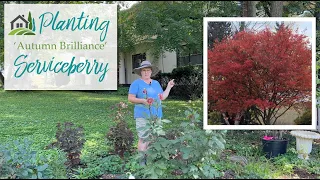 Planting an 'Autumn Brilliance' Serviceberry - ❤️🌳❤️