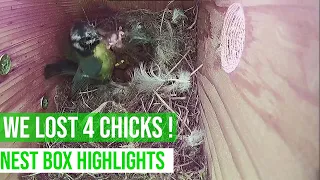 MOTHER REMOVES DEAD CHICKS - SURVIVAL TACTIC /  BLUE TIT NEST HIGHLIGHTS