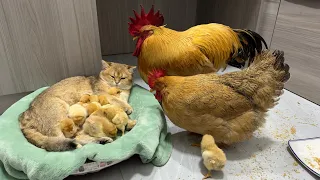 The rooster and the hen were stunned on the spot!  The gentle kitten takes good care of the chicks🐥