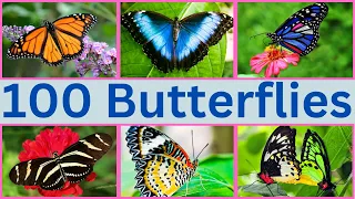 Most Beautiful Butterflies | Butterflies and Their Names | Butterfly