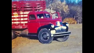 Lawrence Ehrke With Truck Load of Cattle, Bethel Church, Ellis Place Feed Lot - F114