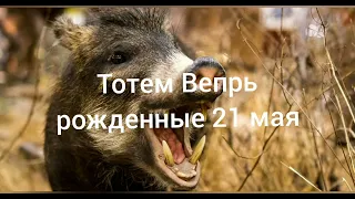 Тотем Вепрь рождённые 21 мая